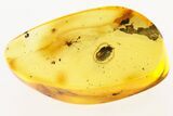 Detailed Fossil True Midge and Marsh Beetle in Baltic Amber #272139-1